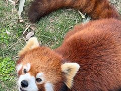 -灵玲国际马戏城