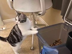 -喵的天空名猫咖啡馆·撸猫·猫舍·用品