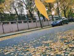 -三里屯东五街银杏大道