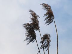 -西湖风景区-江洋畈生态公园