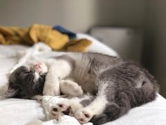 -猫大福·Fortune Cat猫舍(百子湾店)