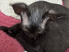 -达爱动物医院·犬猫分区·CT·复杂眼科(远洋山水分院)