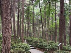 -铁山坪森林公园