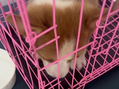 -美联众合动物医院·24h京西诊疗中心