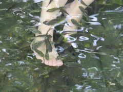 -三亚珠江南田温泉度假区