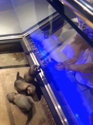 -未来动物城动物主题公园(大悦城店)