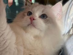 -猫大福·Fortune Cat猫舍(百子湾店)