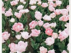 -上海鲜花港
