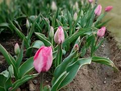 -瑶湖郊野森林公园