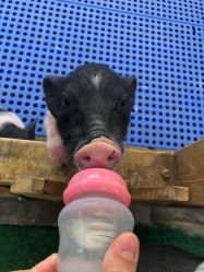 -萌宠亲子动物乐园(槐房万达店)