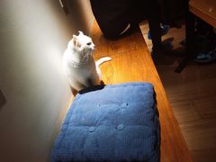 -有猫主题·治愈系猫咖(曾厝垵店)