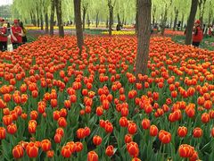 -洛阳郁金香牡丹园