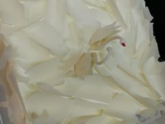 -BLACKSWAN黑天鹅(环球店)