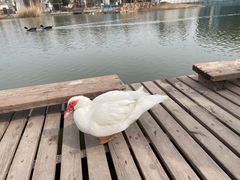 -天津东丽湖风景区