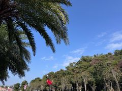 -野狸岛