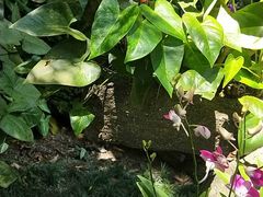 -呀诺达热带雨林