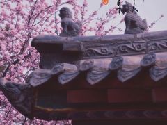 -桃花堤公园
