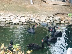 -长白岛森林公园