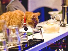 -Sirena海妖日咖夜酒