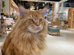 -藏猫猫咖啡主题馆(中央大道店)