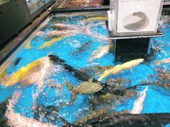 水产区-盒马鲜生(文景博乐里购物广场店)