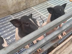 -北京鹿世界主题园