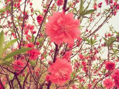 -南国桃园旅游度假区