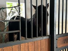 -北京群众马术培训基地