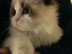 -猫十亿·布偶金渐层·曼基康矮脚猫舍(青年路店)