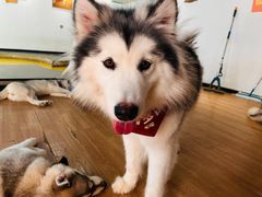 -Husky Go! 哈士奇体验馆·宠物咖啡厅狗咖