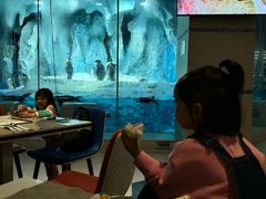 -帝企鹅自助餐厅•儿童岛•真企鹅(长隆企鹅酒店)