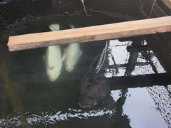 -蓝湾碧波·老字号·疍家非遗海上餐厅