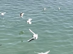 -日照海滨国家森林公园