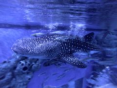 -成都浩海立方海洋公园