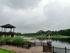 -荷塘月色湿地公园·向阳花洲