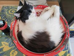 -平行世界·猫咖(首经贸店)