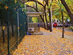 -三里屯东五街银杏大道