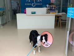 -萌兽医馆·宠物医院·猫骨科(创景店)