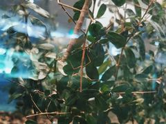 -上海昆虫博物馆