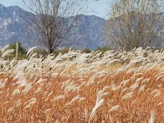 -野鸭湖国家湿地公园