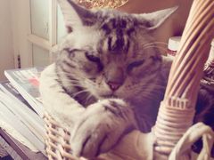 -海边的猫和咖啡馆