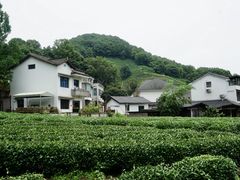 -龙井村