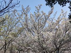 -高东镇樱花园