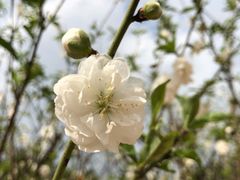 -南国桃园旅游度假区