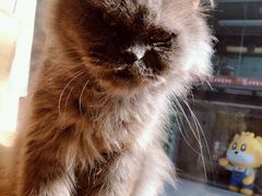 -more than meow吴止猫主题餐厅(承德 中船汇店)