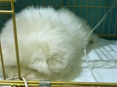 -瑞鹏宠物医院·爱宠堂·骨外专科(西荷分院)