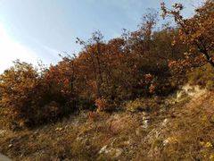 -照金香山旅游景区