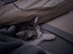 -欣宠猫屋·矮脚拿破仑·蓝金金渐层