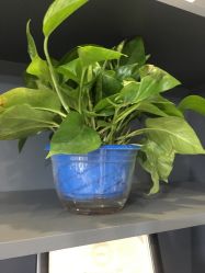 -小桑树染烫改变专门店