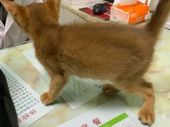 -百信宠物医院(东升街店)